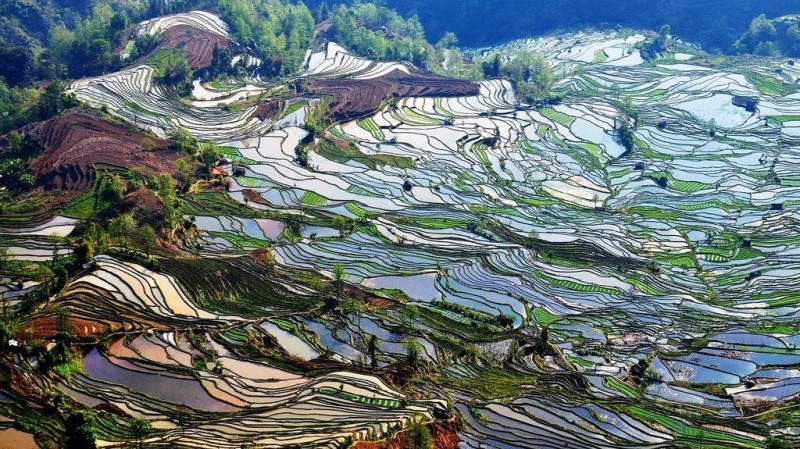 Рисовые террасы Honghe Hani стали Всемирным наследием