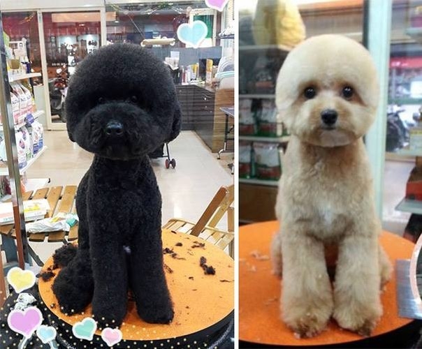 Новая мода для собак в Тайване