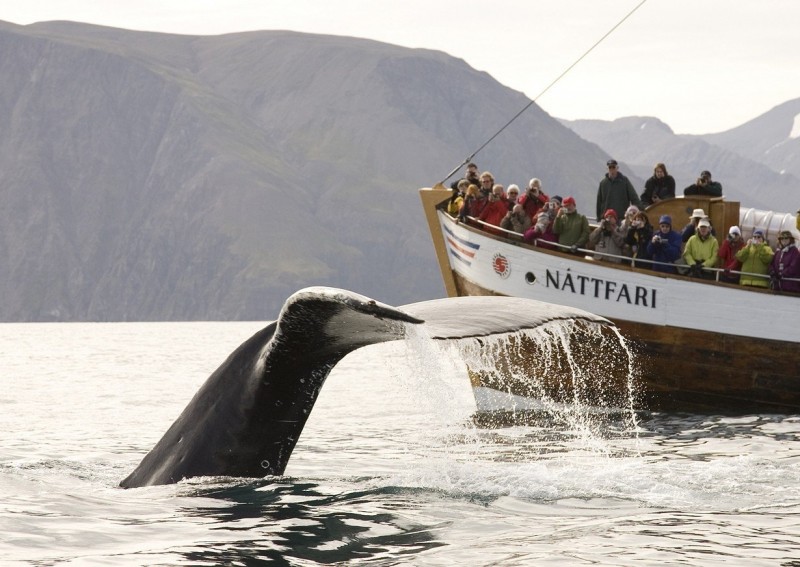 Китовое сафари: Лучшие места в Европе