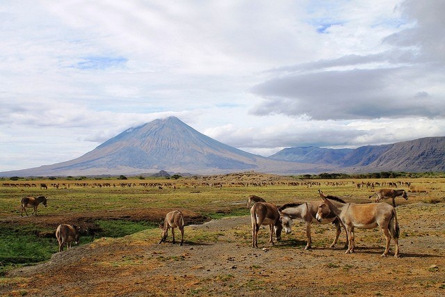 Вулкан Оль Дойньо Ленгаи, Танзания.