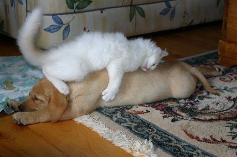 Кошки, которые используют собак, как подушки Кошки, которые используют собак, как подушки