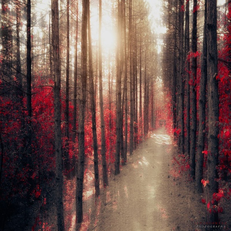 Зачарованные лесные тропинки фотографа Ildiko Neer Зачарованные лесные тропинки фотографа Ildiko Neer