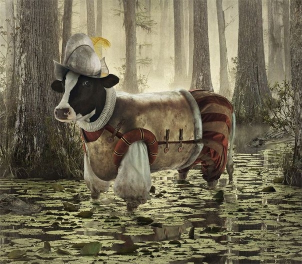 Очаровательные коровы путешественницы от Энди Мара