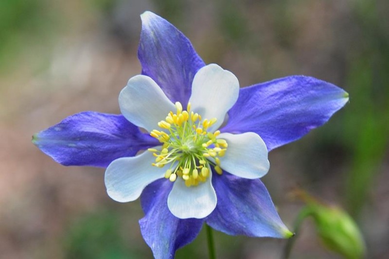 Колорадо Колумбайн - один из красивейших цветков на планете